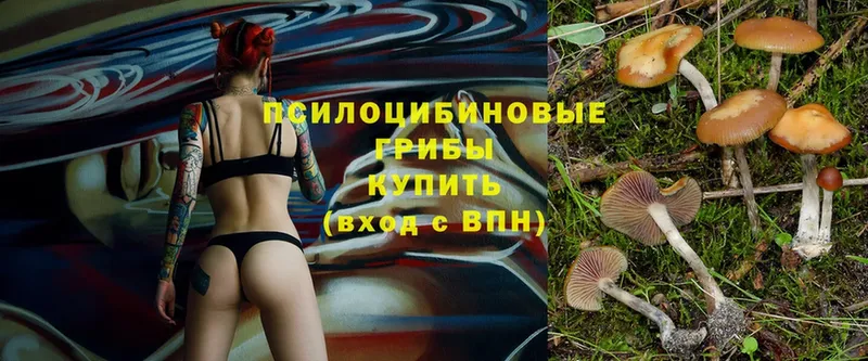 купить  цена  Гаджиево  Галлюциногенные грибы Magic Shrooms 